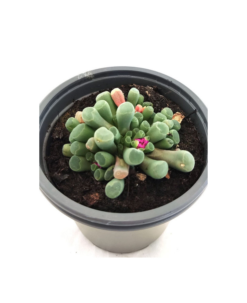 Frithia Pulchra