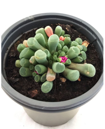 Frithia Pulchra