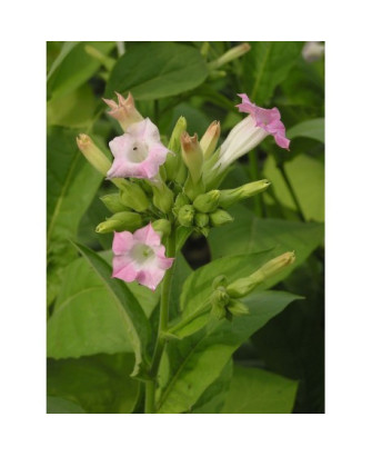 Tabaco Virginia