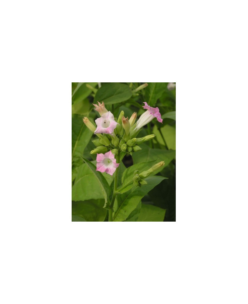 Tabaco Virginia