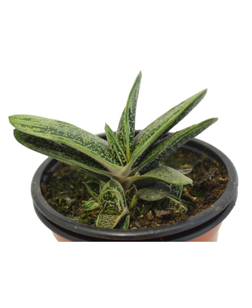 Gasteria Batesiana