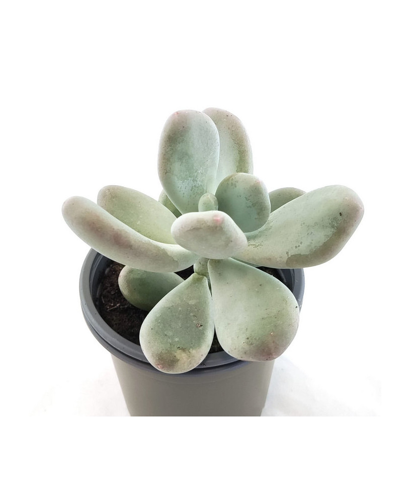 Graptopetalum Amenthystium