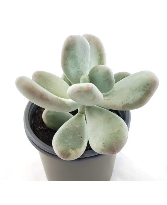 Graptopetalum Amenthystium