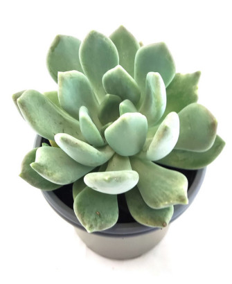 Graptoveria Supreme