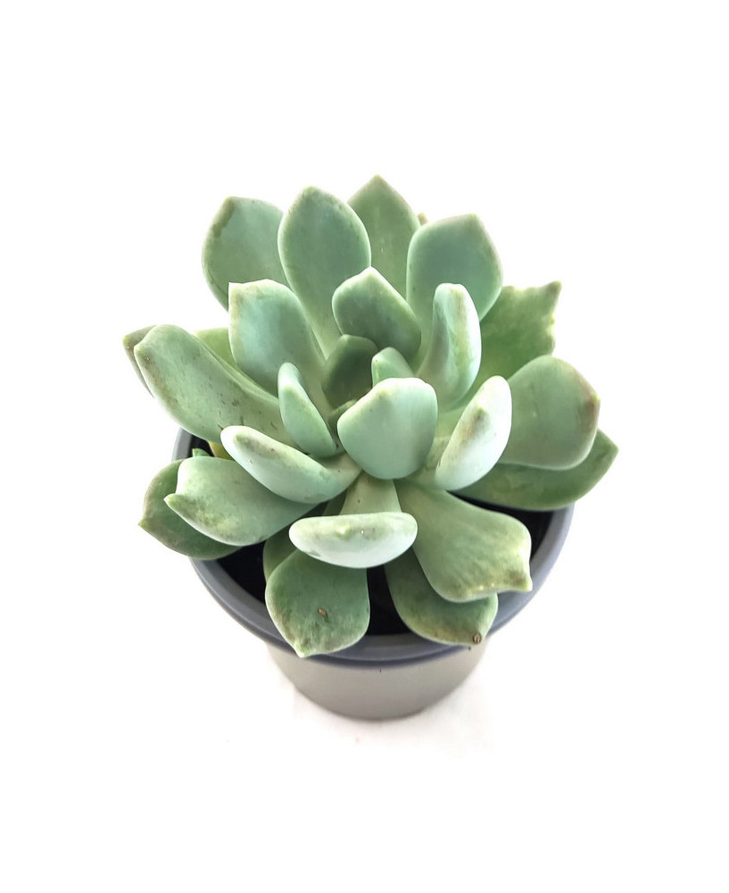 Graptoveria Supreme