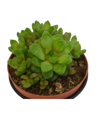 Haworthia Cooperi