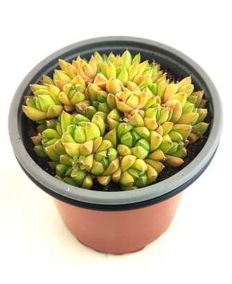 Haworthia Cymbiformis