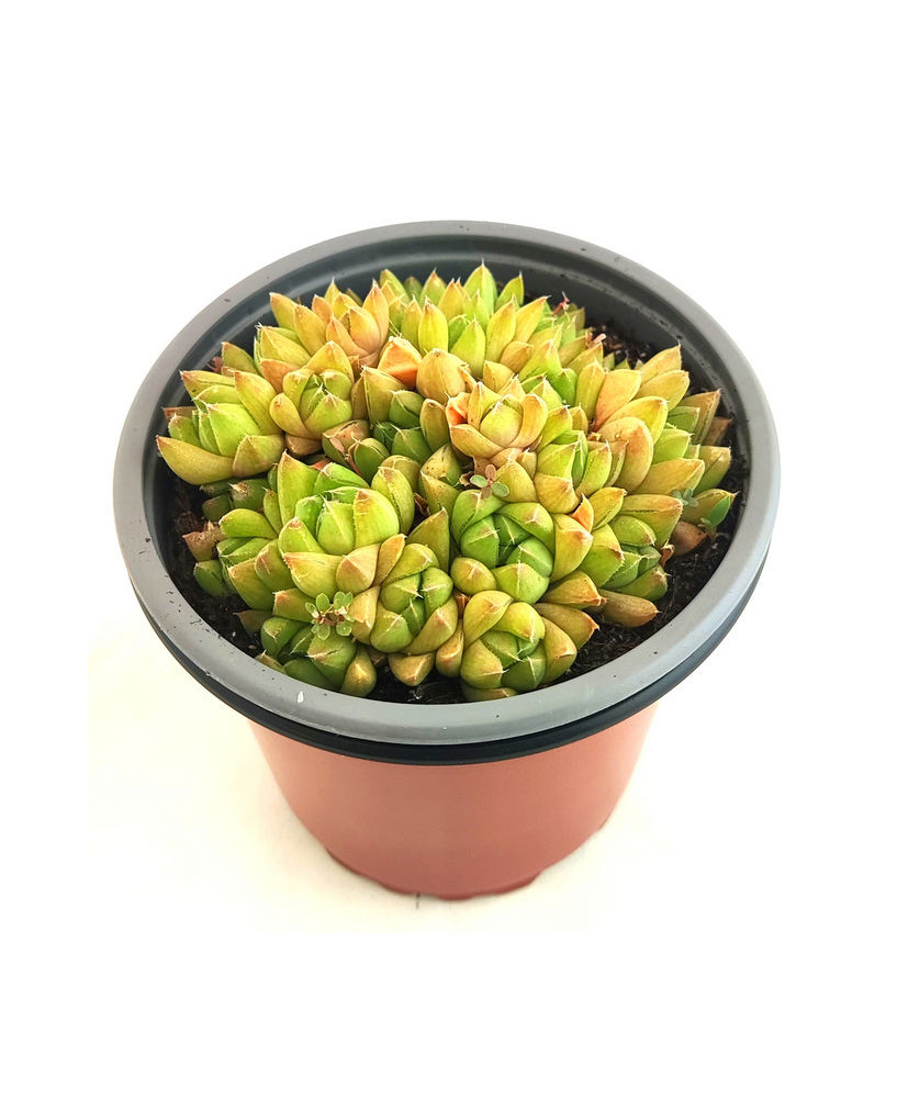 Haworthia Cymbiformis