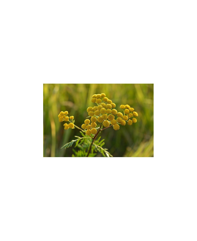 Tanaceto, 25gr