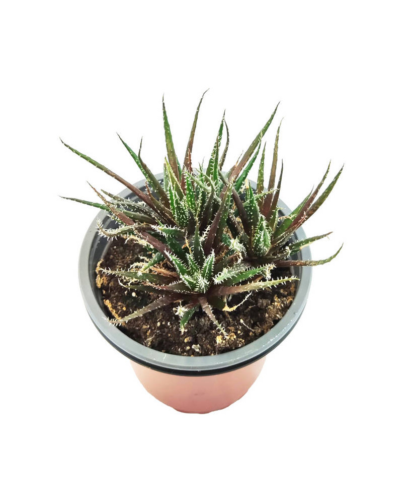 Haworthia Haworthioides