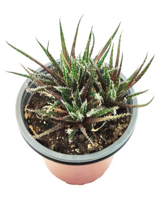 Haworthia Haworthioides