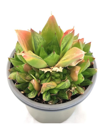 Haworthia Retusa