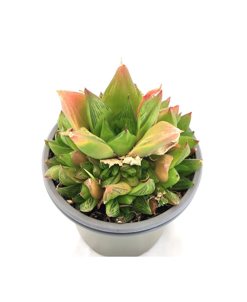 Haworthia Retusa