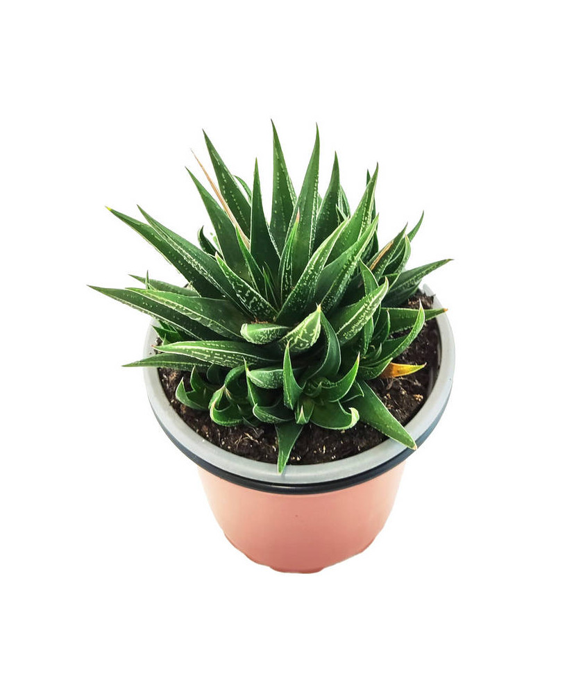 Haworthiopsis Attenuata