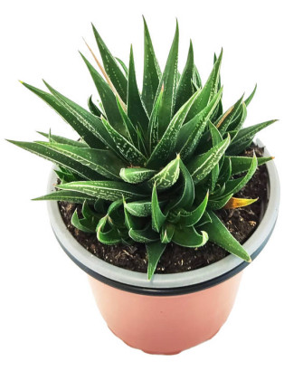 Haworthiopsis Attenuata