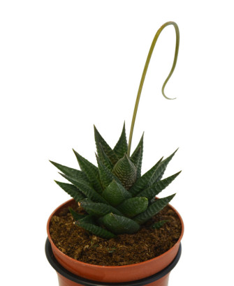 Hawortia Limifolia