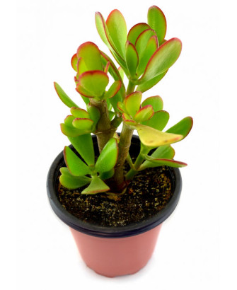 Jade / Planta del dinero de Bélgica