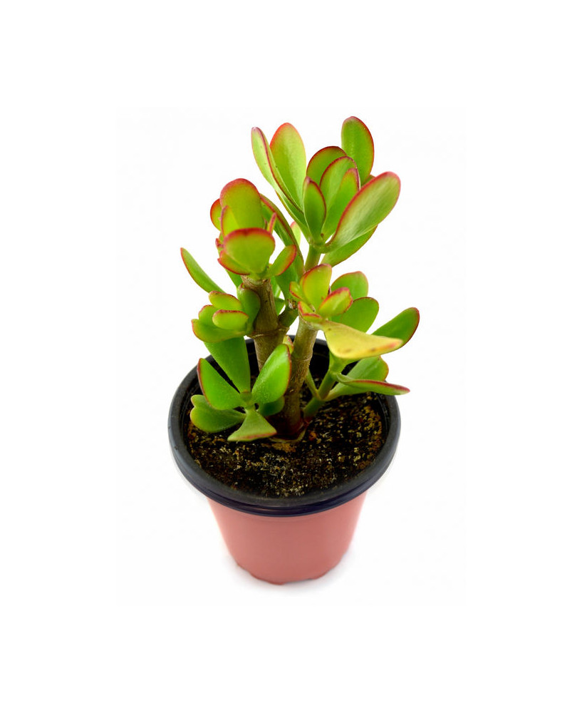 Jade / Planta del dinero de Bélgica