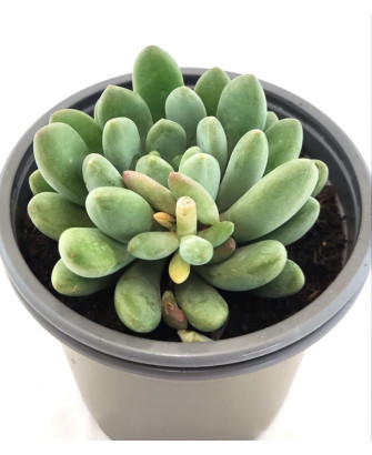 Pachyphytum Oviferum Purpus