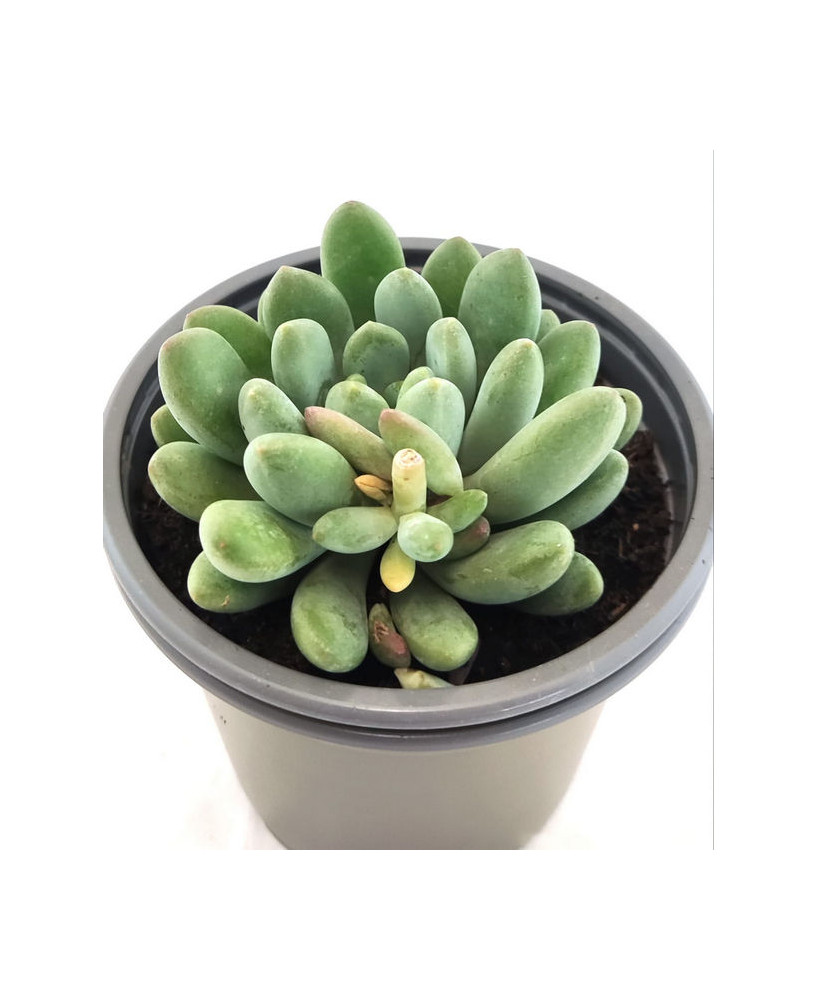 Pachyphytum Oviferum Purpus
