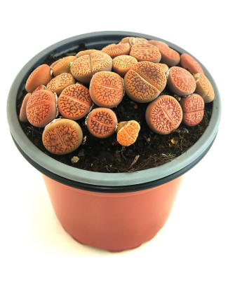 Planta de piedra marron