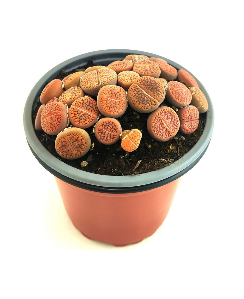Planta de piedra marron