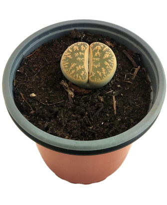 Planta de piedra marron grande