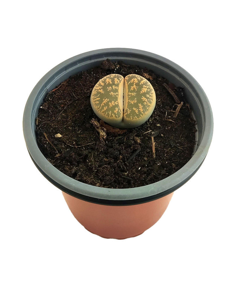 Planta de piedra marron grande