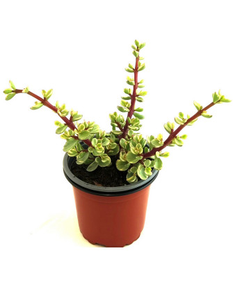 Portulacaria Afra