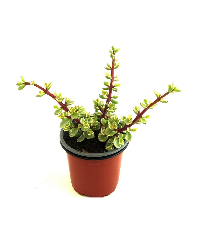Portulacaria Afra
