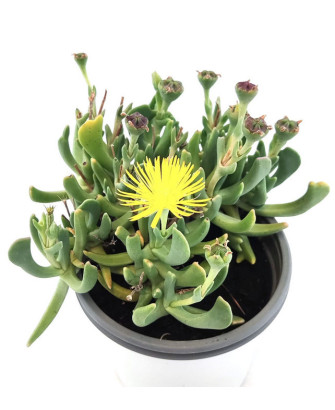 Rhombophyllum Nelii