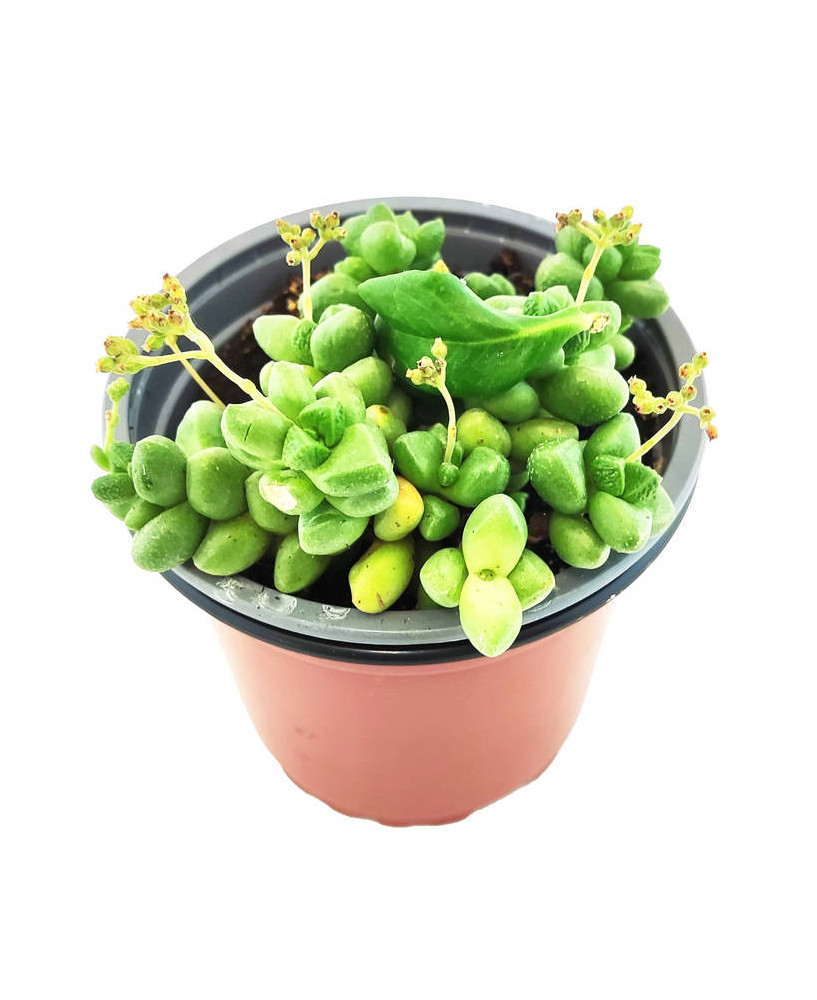 Sedum Burrito