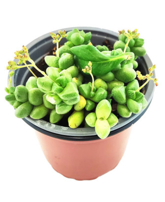 Sedum Burrito