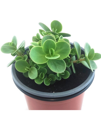 Sedum Hibridum