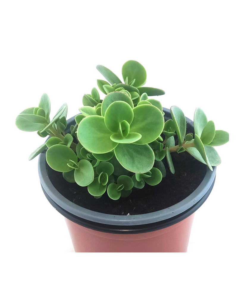 Sedum Hibridum
