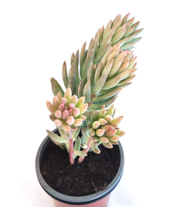 Sedum Nussbaumerianum