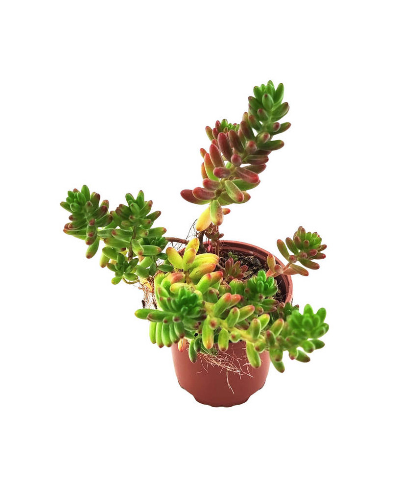 Sedum Rubrotinctum