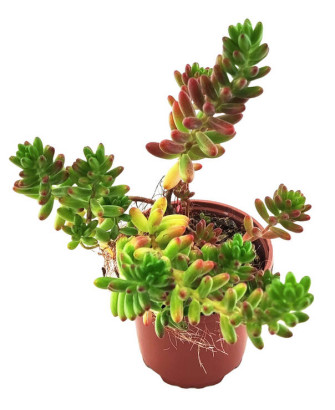 Sedum Rubrotinctum