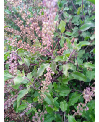 Tulsi mezcla verde y morada