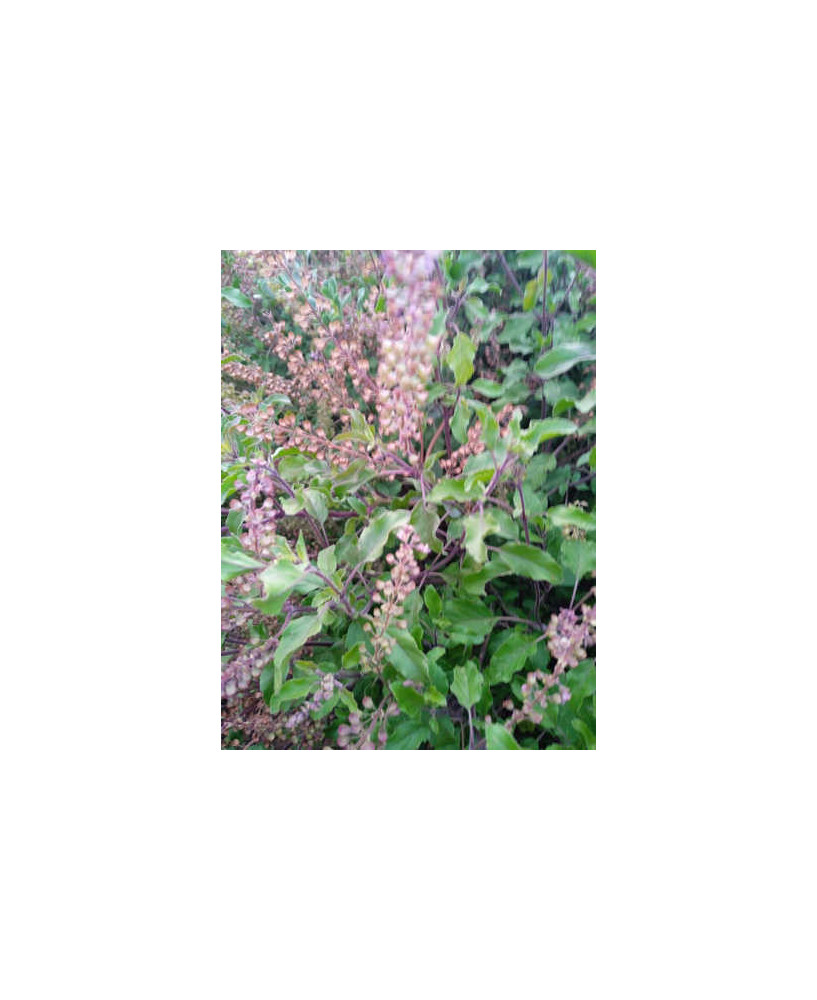 Tulsi mezcla verde y morada