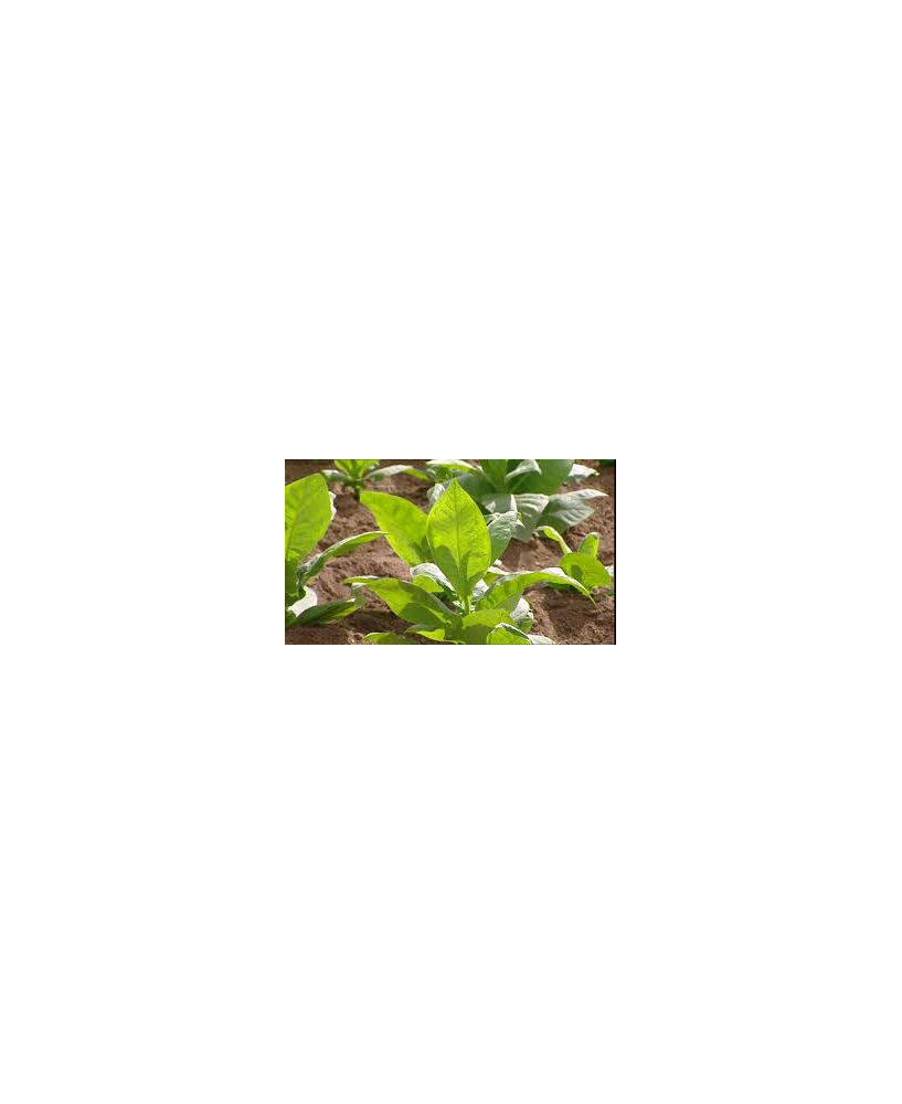 Tabaco flores blancas de l'Àngel