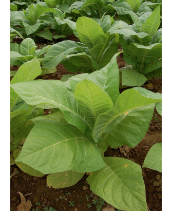 Tabaco Habanero
