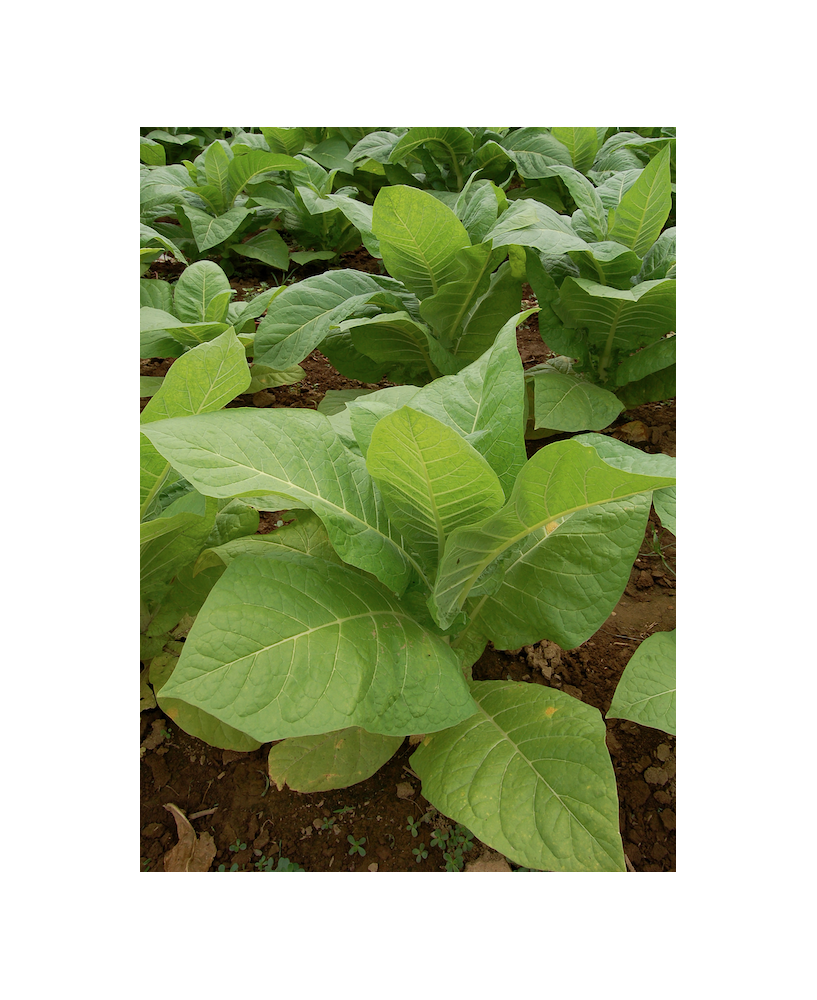Tabaco Habanero