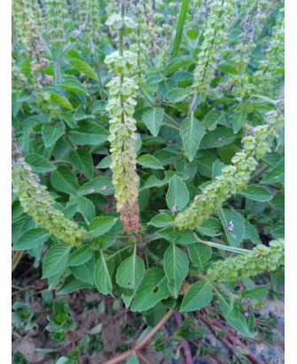 Tulsi verde