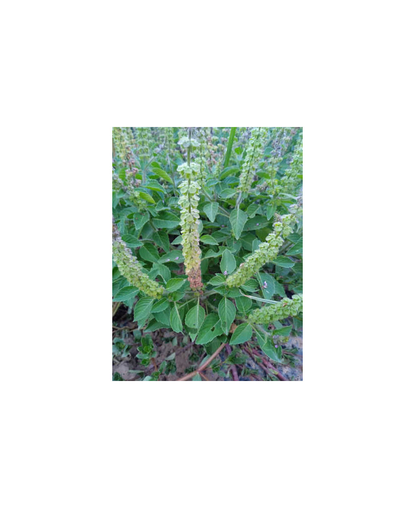Tulsi verde