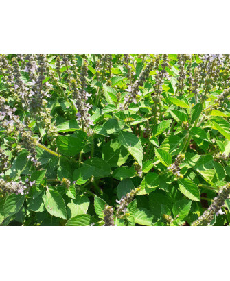 Tulsi verde de Malasia (sacra)