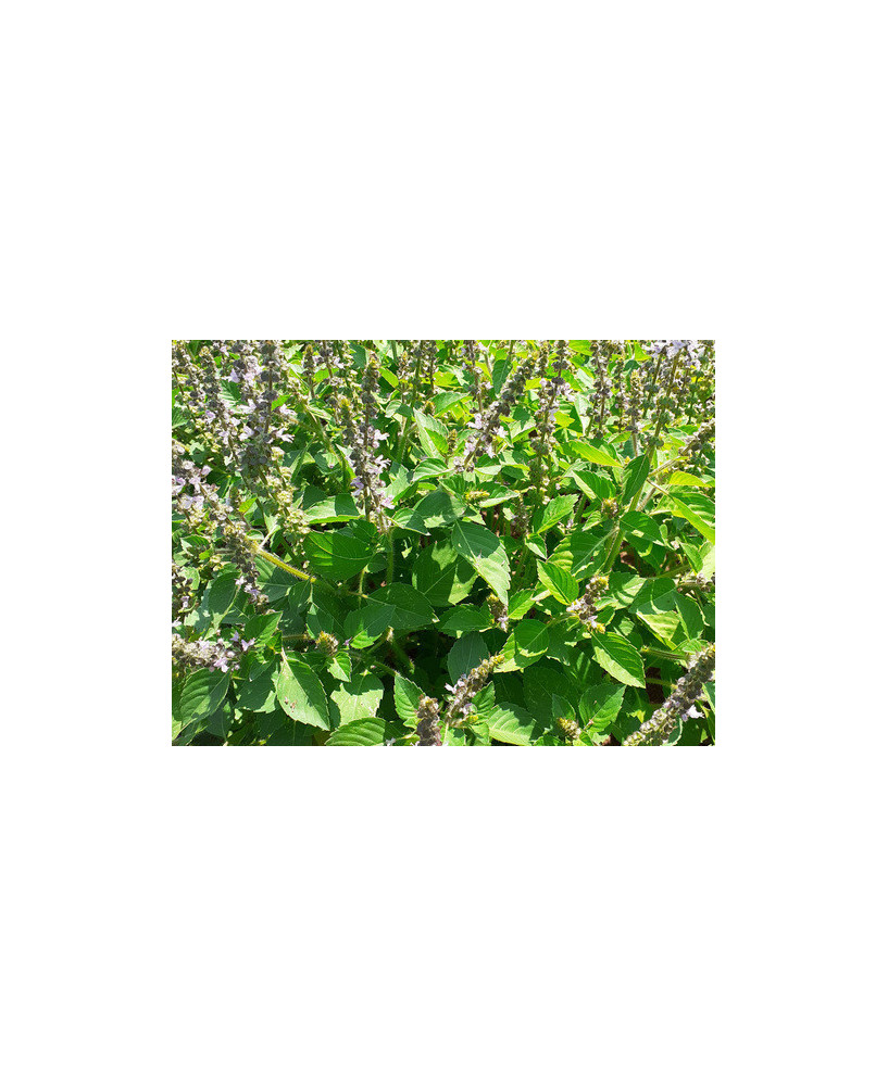 Tulsi verde de Malasia (sacra)
