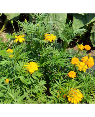 Tagete grande Naranja/Amarillo