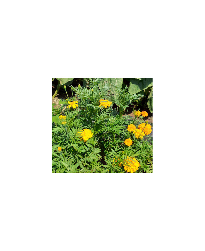 Tagete grande Naranja/Amarillo