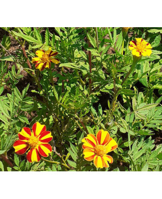 Tagete mini amarillo rayado rojo